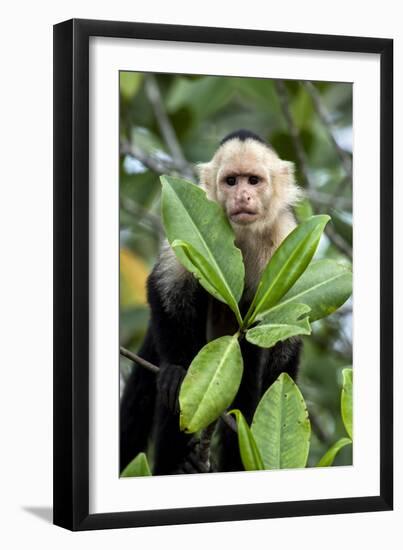 Capuchin Monkey I-Larry Malvin-Framed Photographic Print