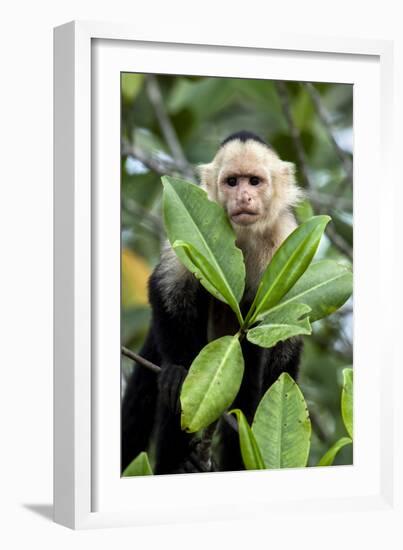 Capuchin Monkey I-Larry Malvin-Framed Photographic Print