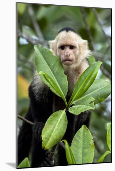 Capuchin Monkey I-Larry Malvin-Mounted Photographic Print