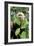 Capuchin Monkey I-Larry Malvin-Framed Photographic Print