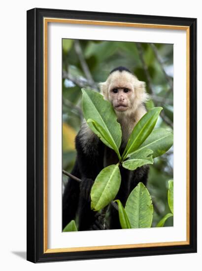 Capuchin Monkey I-Larry Malvin-Framed Photographic Print