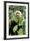 Capuchin Monkey I-Larry Malvin-Framed Photographic Print