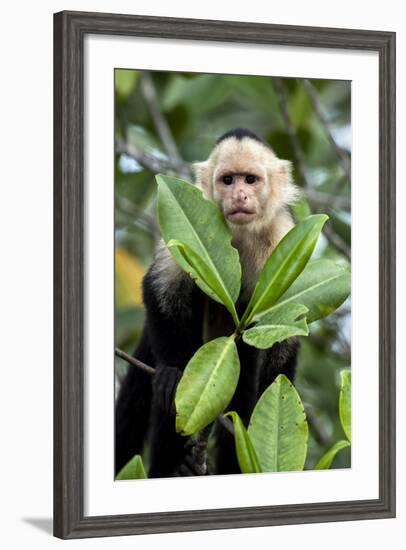 Capuchin Monkey I-Larry Malvin-Framed Photographic Print