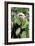 Capuchin Monkey I-Larry Malvin-Framed Photographic Print