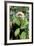 Capuchin Monkey I-Larry Malvin-Framed Photographic Print