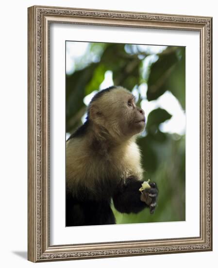 Capuchin or White Faced Monkey, Manuel Antonio Nature Reserve, Manuel Antonio, Costa Rica-R H Productions-Framed Photographic Print