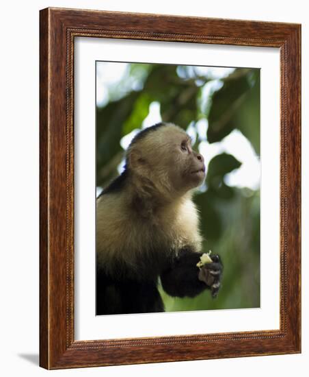 Capuchin or White Faced Monkey, Manuel Antonio Nature Reserve, Manuel Antonio, Costa Rica-R H Productions-Framed Photographic Print