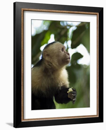 Capuchin or White Faced Monkey, Manuel Antonio Nature Reserve, Manuel Antonio, Costa Rica-R H Productions-Framed Photographic Print