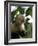 Capuchin or White Faced Monkey, Manuel Antonio Nature Reserve, Manuel Antonio, Costa Rica-R H Productions-Framed Photographic Print