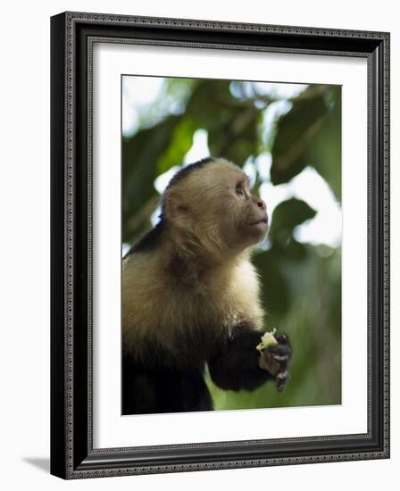 Capuchin or White Faced Monkey, Manuel Antonio Nature Reserve, Manuel Antonio, Costa Rica-R H Productions-Framed Photographic Print