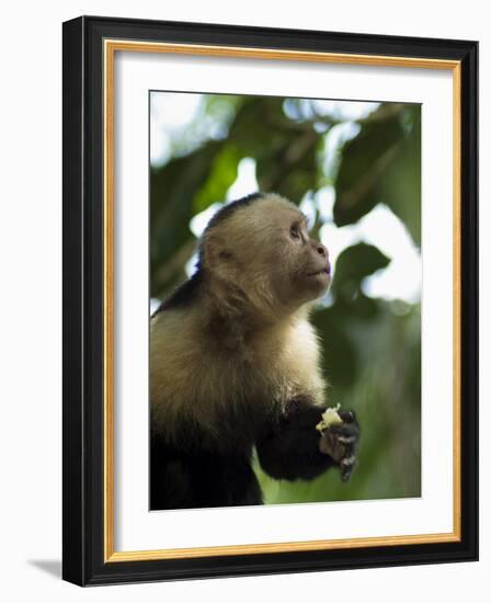 Capuchin or White Faced Monkey, Manuel Antonio Nature Reserve, Manuel Antonio, Costa Rica-R H Productions-Framed Photographic Print