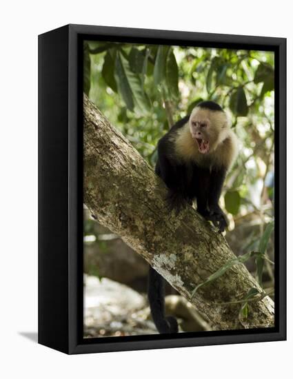 Capuchin or White Faced Monkey, Manuel Antonio Nature Reserve, Manuel Antonio, Costa Rica-R H Productions-Framed Premier Image Canvas