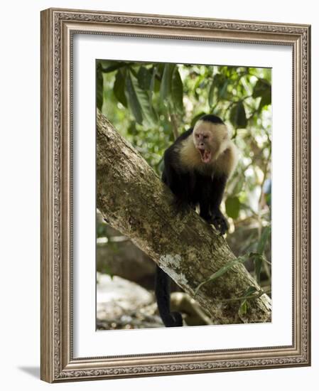 Capuchin or White Faced Monkey, Manuel Antonio Nature Reserve, Manuel Antonio, Costa Rica-R H Productions-Framed Photographic Print