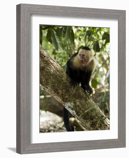 Capuchin or White Faced Monkey, Manuel Antonio Nature Reserve, Manuel Antonio, Costa Rica-R H Productions-Framed Photographic Print