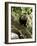 Capuchin or White Faced Monkey, Manuel Antonio Nature Reserve, Manuel Antonio, Costa Rica-R H Productions-Framed Photographic Print