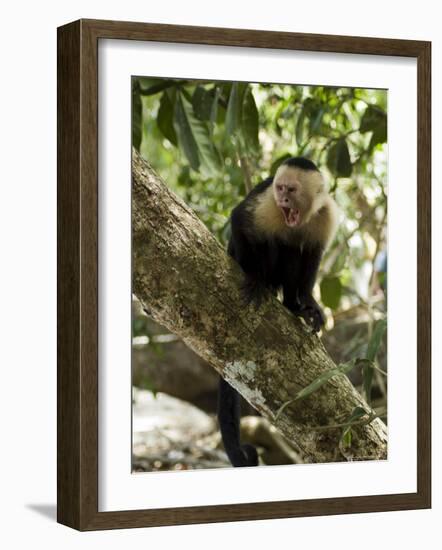 Capuchin or White Faced Monkey, Manuel Antonio Nature Reserve, Manuel Antonio, Costa Rica-R H Productions-Framed Photographic Print