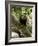 Capuchin or White Faced Monkey, Manuel Antonio Nature Reserve, Manuel Antonio, Costa Rica-R H Productions-Framed Photographic Print