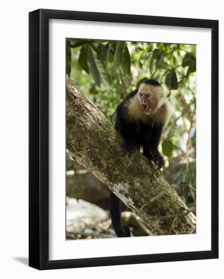 Capuchin or White Faced Monkey, Manuel Antonio Nature Reserve, Manuel Antonio, Costa Rica-R H Productions-Framed Photographic Print