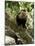 Capuchin or White Faced Monkey, Manuel Antonio Nature Reserve, Manuel Antonio, Costa Rica-R H Productions-Mounted Photographic Print