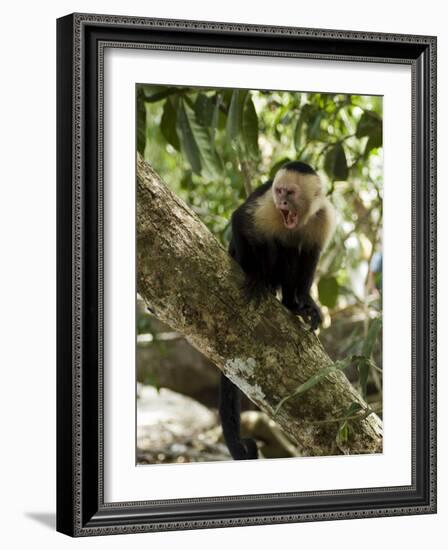 Capuchin or White Faced Monkey, Manuel Antonio Nature Reserve, Manuel Antonio, Costa Rica-R H Productions-Framed Photographic Print