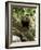 Capuchin or White Faced Monkey, Manuel Antonio Nature Reserve, Manuel Antonio, Costa Rica-R H Productions-Framed Photographic Print