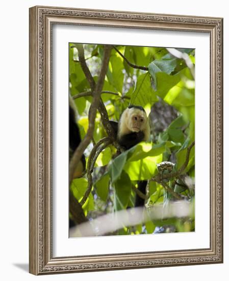 Capuchin or White Faced Monkey, Manuel Antonio Nature Reserve, Manuel Antonio, Costa Rica-R H Productions-Framed Photographic Print