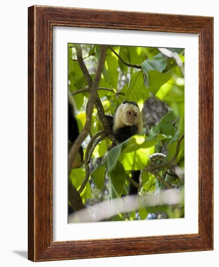 Capuchin or White Faced Monkey, Manuel Antonio Nature Reserve, Manuel Antonio, Costa Rica-R H Productions-Framed Photographic Print