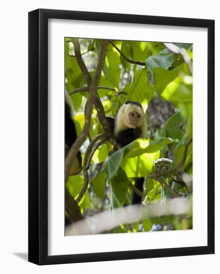 Capuchin or White Faced Monkey, Manuel Antonio Nature Reserve, Manuel Antonio, Costa Rica-R H Productions-Framed Photographic Print