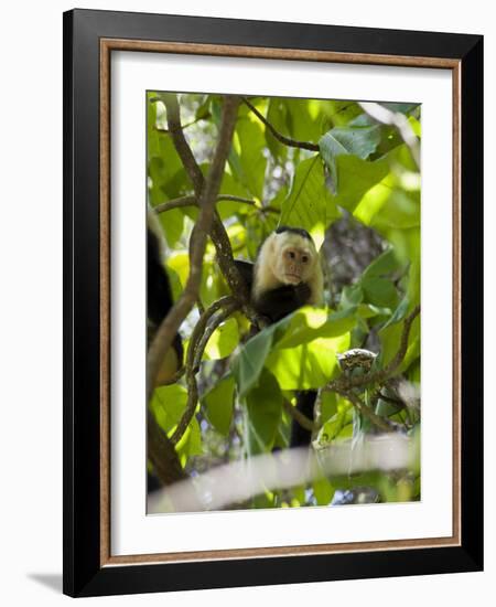 Capuchin or White Faced Monkey, Manuel Antonio Nature Reserve, Manuel Antonio, Costa Rica-R H Productions-Framed Photographic Print