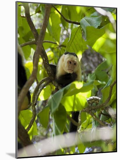 Capuchin or White Faced Monkey, Manuel Antonio Nature Reserve, Manuel Antonio, Costa Rica-R H Productions-Mounted Photographic Print
