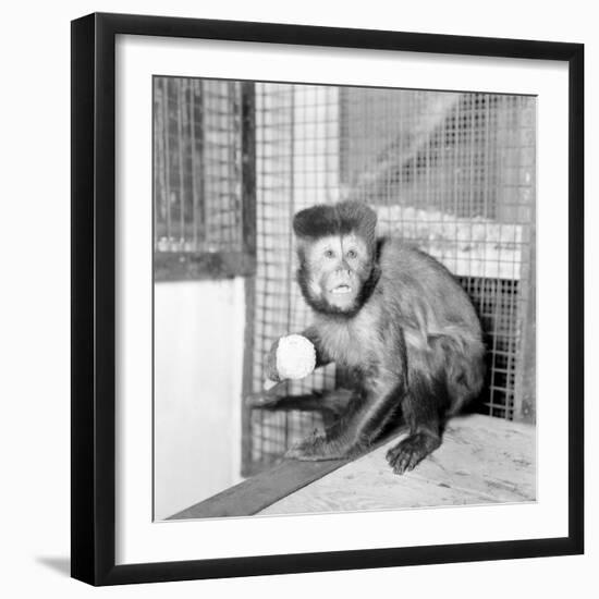 Capucine Monkey 1975-Staff-Framed Photographic Print