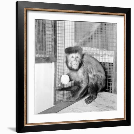 Capucine Monkey 1975-Staff-Framed Photographic Print