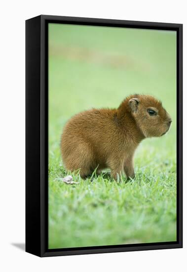 Capybara Baby, on Grass-null-Framed Premier Image Canvas