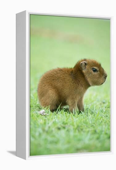 Capybara Baby, on Grass-null-Framed Premier Image Canvas