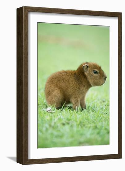 Capybara Baby, on Grass-null-Framed Photographic Print