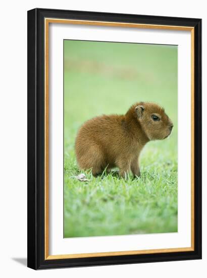 Capybara Baby, on Grass-null-Framed Photographic Print