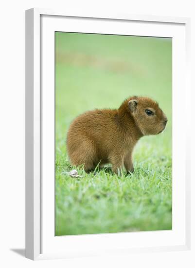 Capybara Baby, on Grass-null-Framed Photographic Print