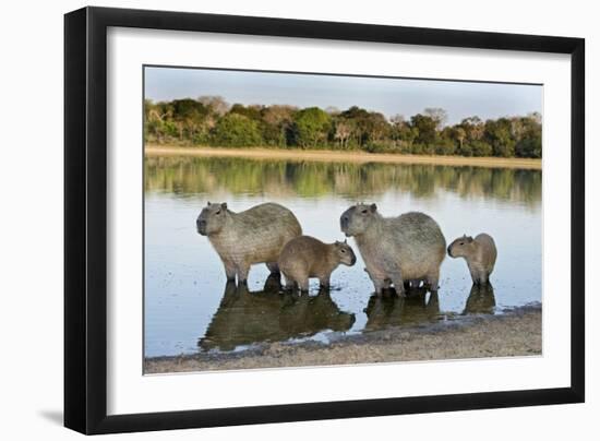 Capybara Family-Tony Camacho-Framed Photographic Print