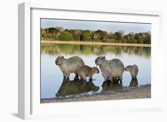 Capybara Family-Tony Camacho-Framed Photographic Print