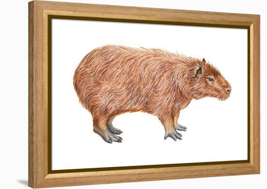 Capybara (Hydrochoerus Capybara), Mammals-Encyclopaedia Britannica-Framed Stretched Canvas