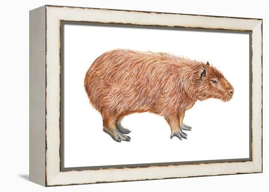 Capybara (Hydrochoerus Capybara), Mammals-Encyclopaedia Britannica-Framed Stretched Canvas