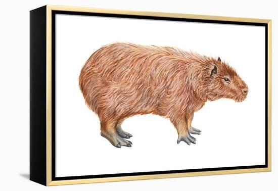 Capybara (Hydrochoerus Capybara), Mammals-Encyclopaedia Britannica-Framed Stretched Canvas