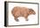 Capybara (Hydrochoerus Capybara), Mammals-Encyclopaedia Britannica-Framed Stretched Canvas