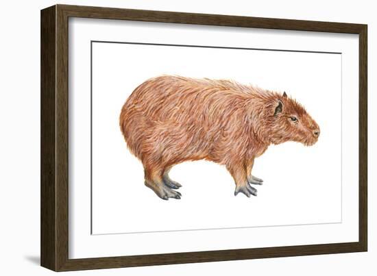 Capybara (Hydrochoerus Capybara), Mammals-Encyclopaedia Britannica-Framed Art Print