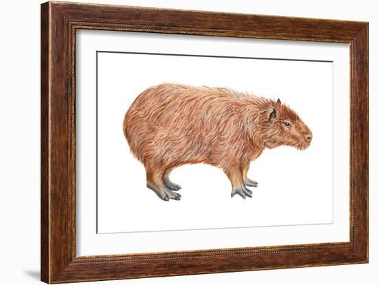 Capybara (Hydrochoerus Capybara), Mammals-Encyclopaedia Britannica-Framed Art Print