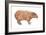 Capybara (Hydrochoerus Capybara), Mammals-Encyclopaedia Britannica-Framed Art Print