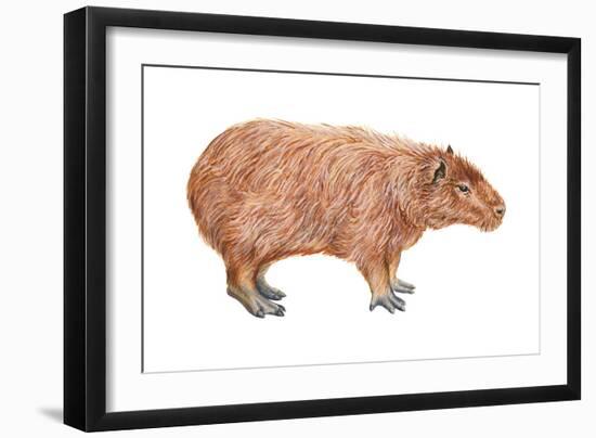 Capybara (Hydrochoerus Capybara), Mammals-Encyclopaedia Britannica-Framed Art Print