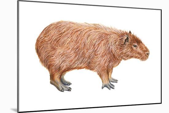 Capybara (Hydrochoerus Capybara), Mammals-Encyclopaedia Britannica-Mounted Art Print
