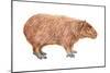 Capybara (Hydrochoerus Capybara), Mammals-Encyclopaedia Britannica-Mounted Art Print