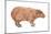 Capybara (Hydrochoerus Capybara), Mammals-Encyclopaedia Britannica-Mounted Art Print